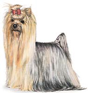 Yorkie Artwork Picture 